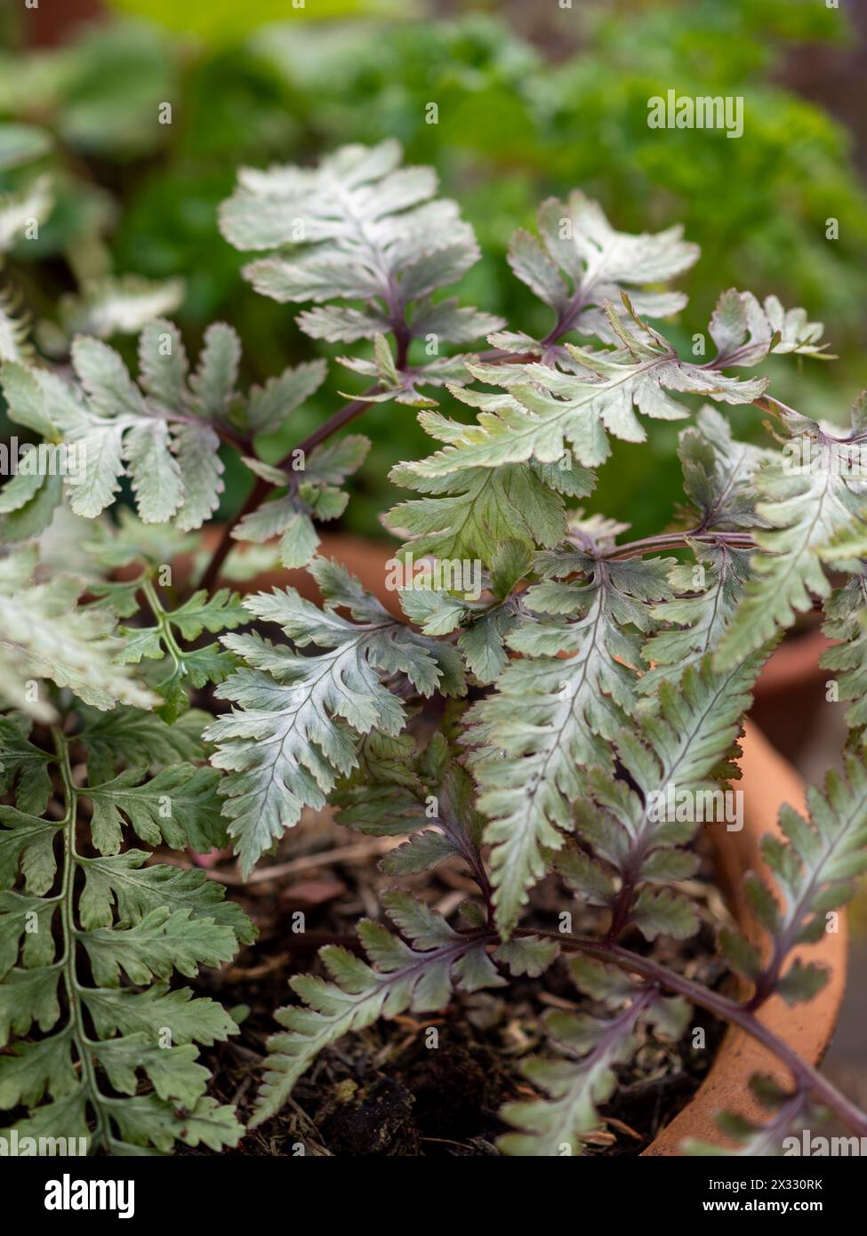 Fronde emergenti di Athyrium niponicum F. metallicum, la Lady Fern dipinta, una felce decidua con fogliame metallico Foto Stock