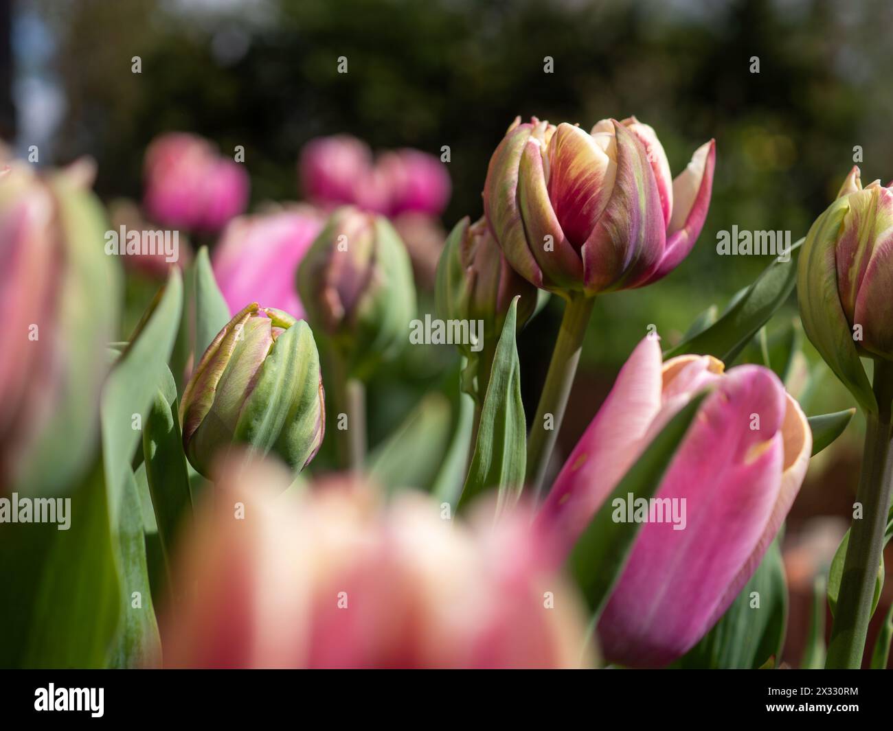Tulip 'Wyndham' in primo piano tra un letto di tulipani rosa, tra cui Tulipa 'Holland Beauty' appena entrato in fiore in primavera in un giardino inglese Foto Stock