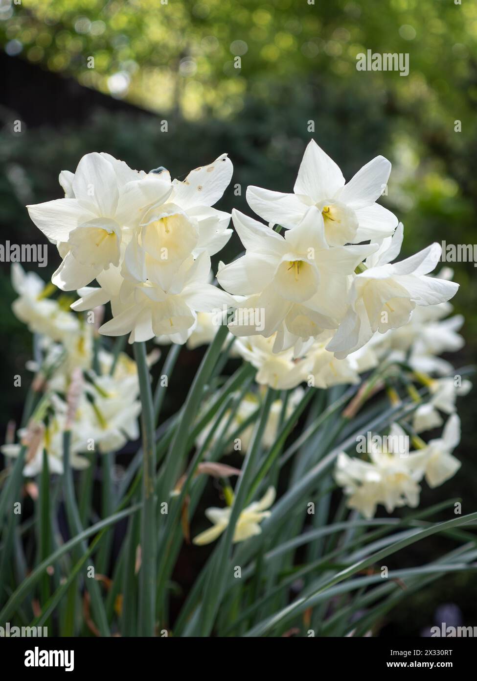Narcissus "Starlight Sensation" - fiori di narcisi bianchi cremosi da vicino dal basso Foto Stock