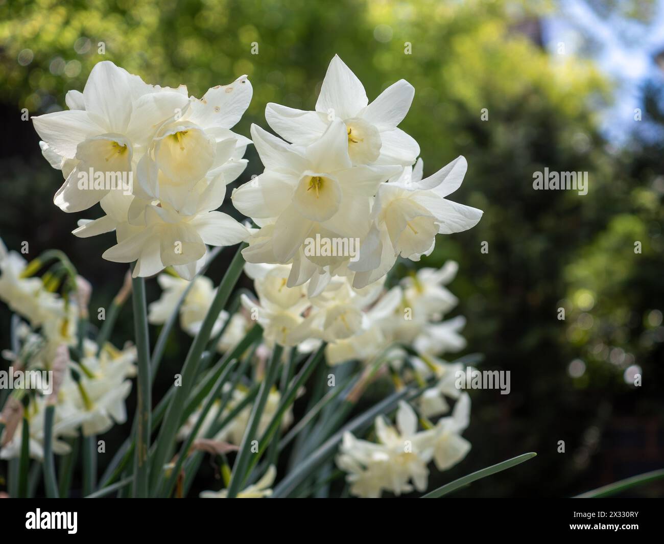 Primo piano del narciso bianco Narcissus "Starlight Sensation", un narciso bianco a più teste con fiori di lunga durata (include spazio per le copie) Foto Stock