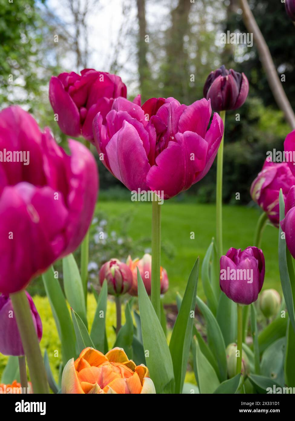 Tulipa 'Royal Acres' Close Up - un profondo fiore di tulipani rosa magenta doppio fiore di peonia in un giardino britannico in primavera Foto Stock