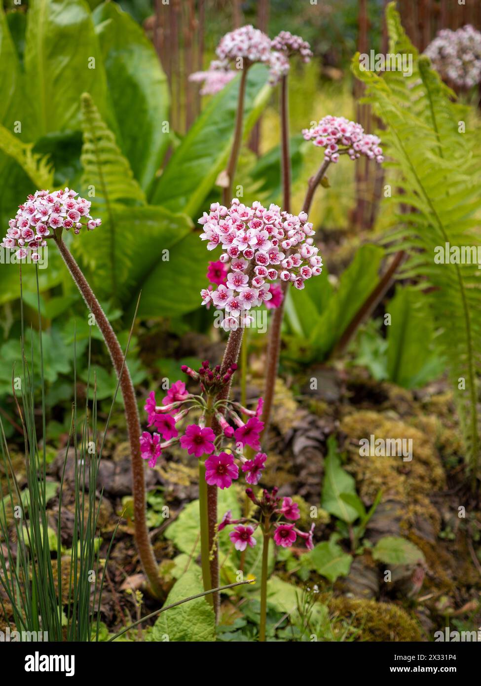 Darmera peltata (pianta Umbrella o rabarbaro indiano) e Primula japonica rosa - due piante perenni di primavera che amano l'umidità per terreni umidi daror umidi Foto Stock