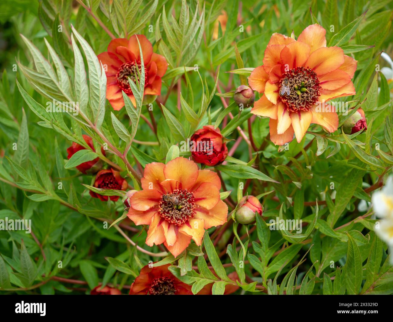 Paeonia x lemoinei 'l'Esperance' - un insolito fiore di peonia di arancio in un giardino di aprile Foto Stock