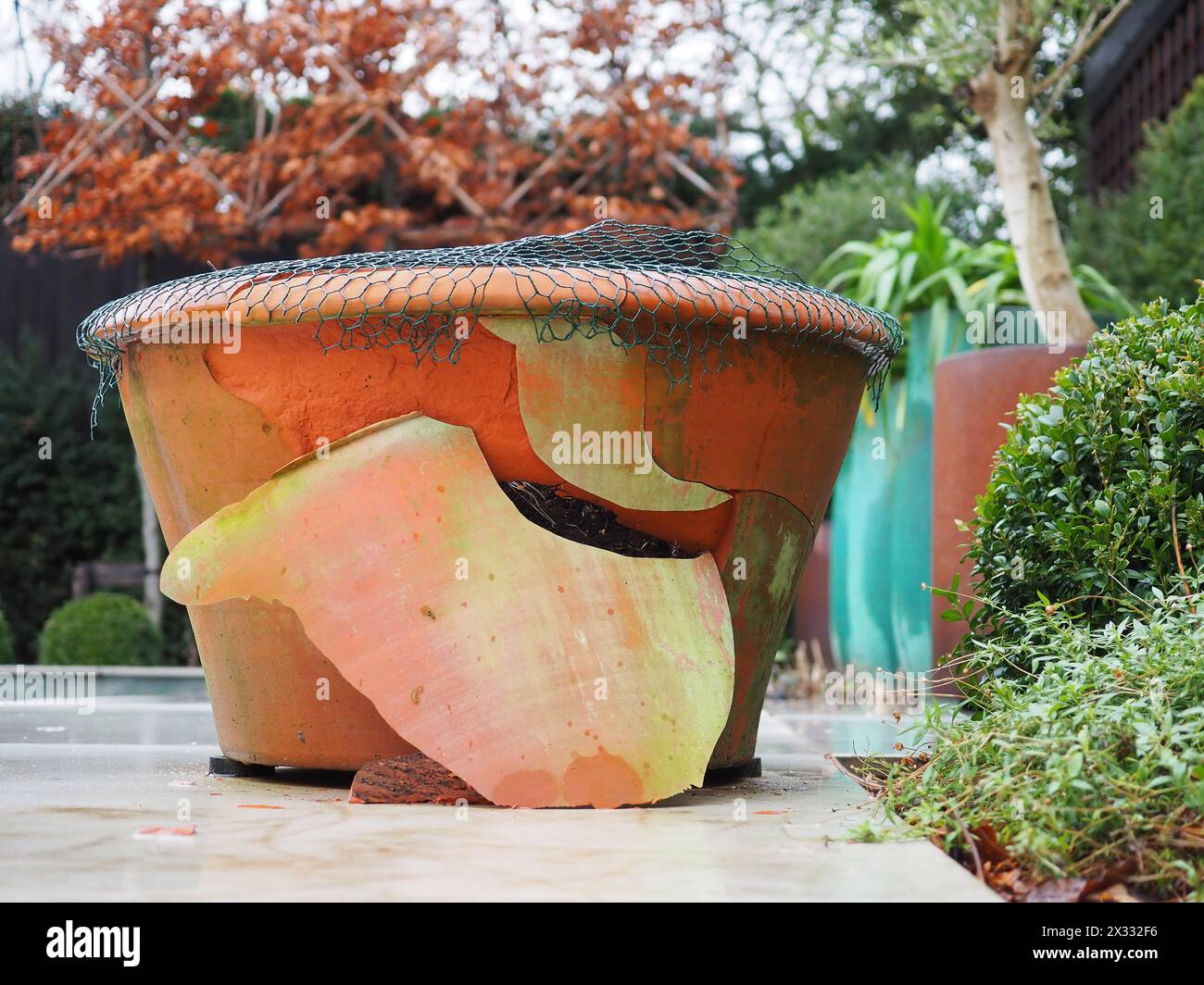 Il gelo ha rotto un grande vaso di piante da giardino in terracotta che è stato danneggiato durante un inverno freddo Foto Stock