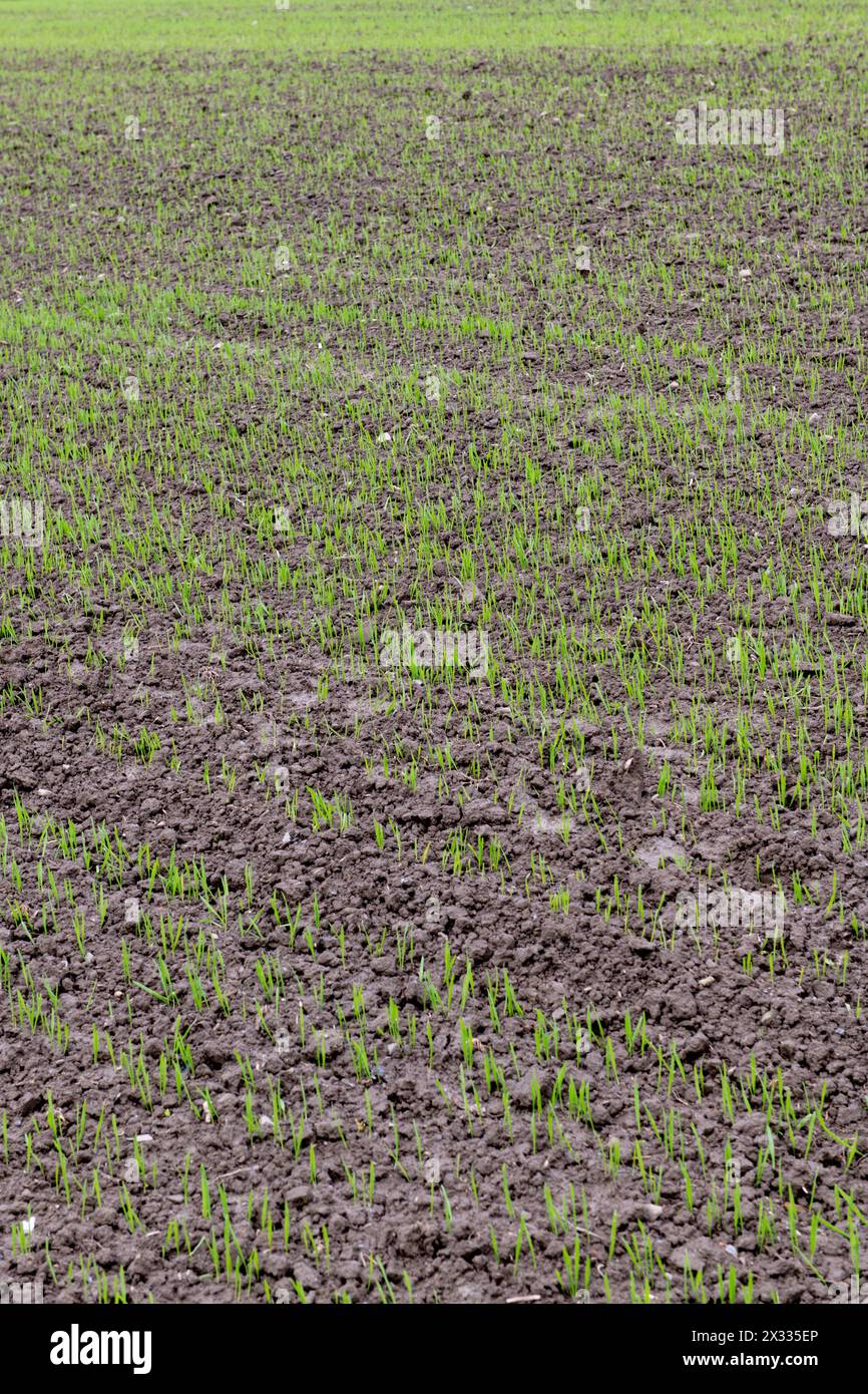 Campo appena seminato con i primi gambi di grano che emergono dalla terra Foto Stock