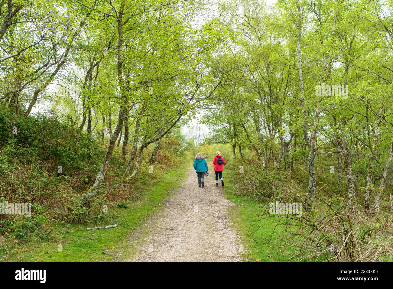 Due donne che camminano in campagna, tra gli alberi, ad aprile, Regno Unito Foto Stock