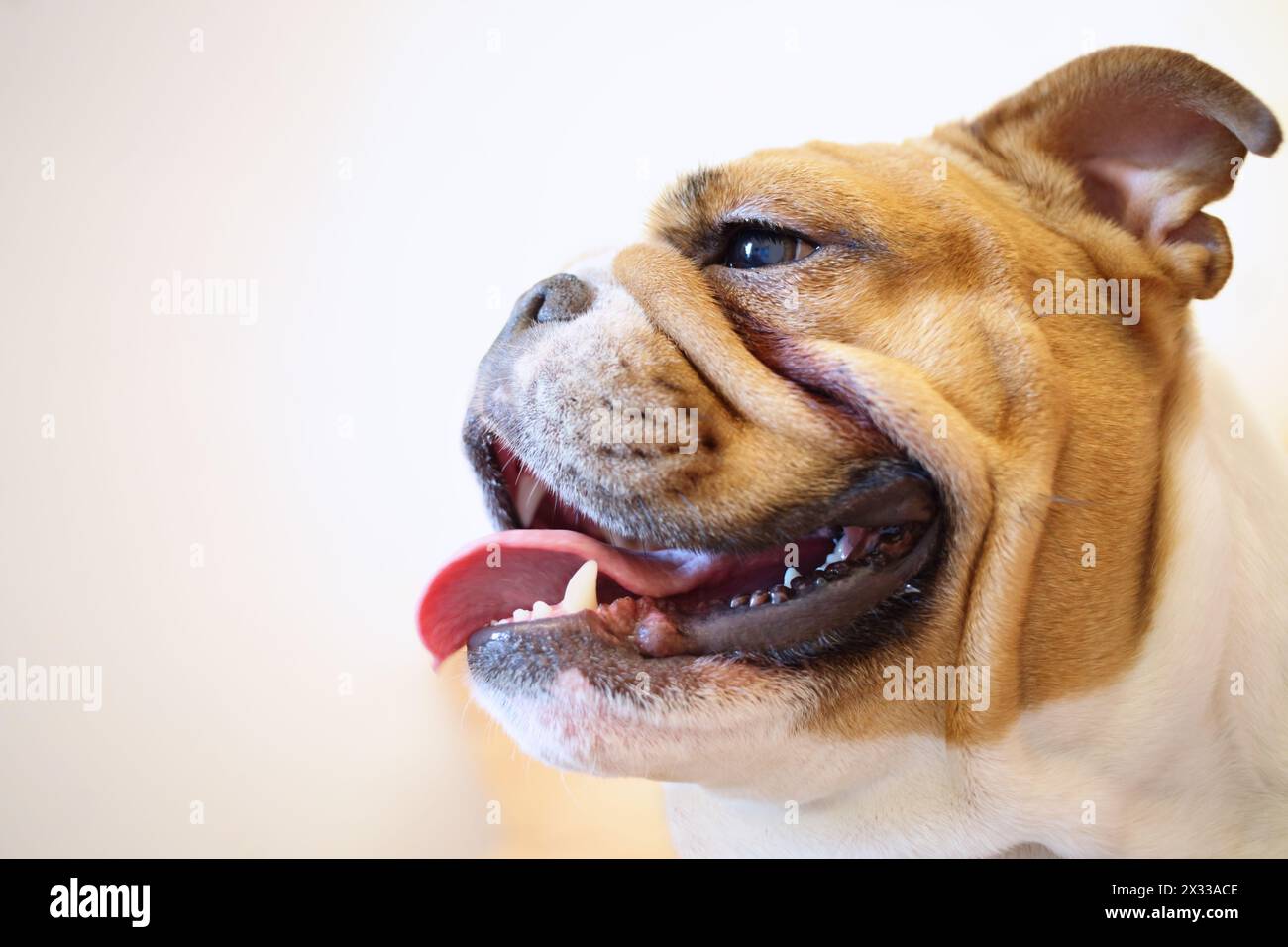 Museruola Bulldog inglese con bocca aperta su bianco, profilo Foto Stock
