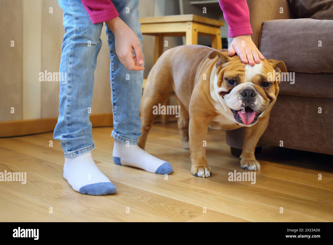 Bambino che accarezza un bulldog inglese in camera Foto Stock