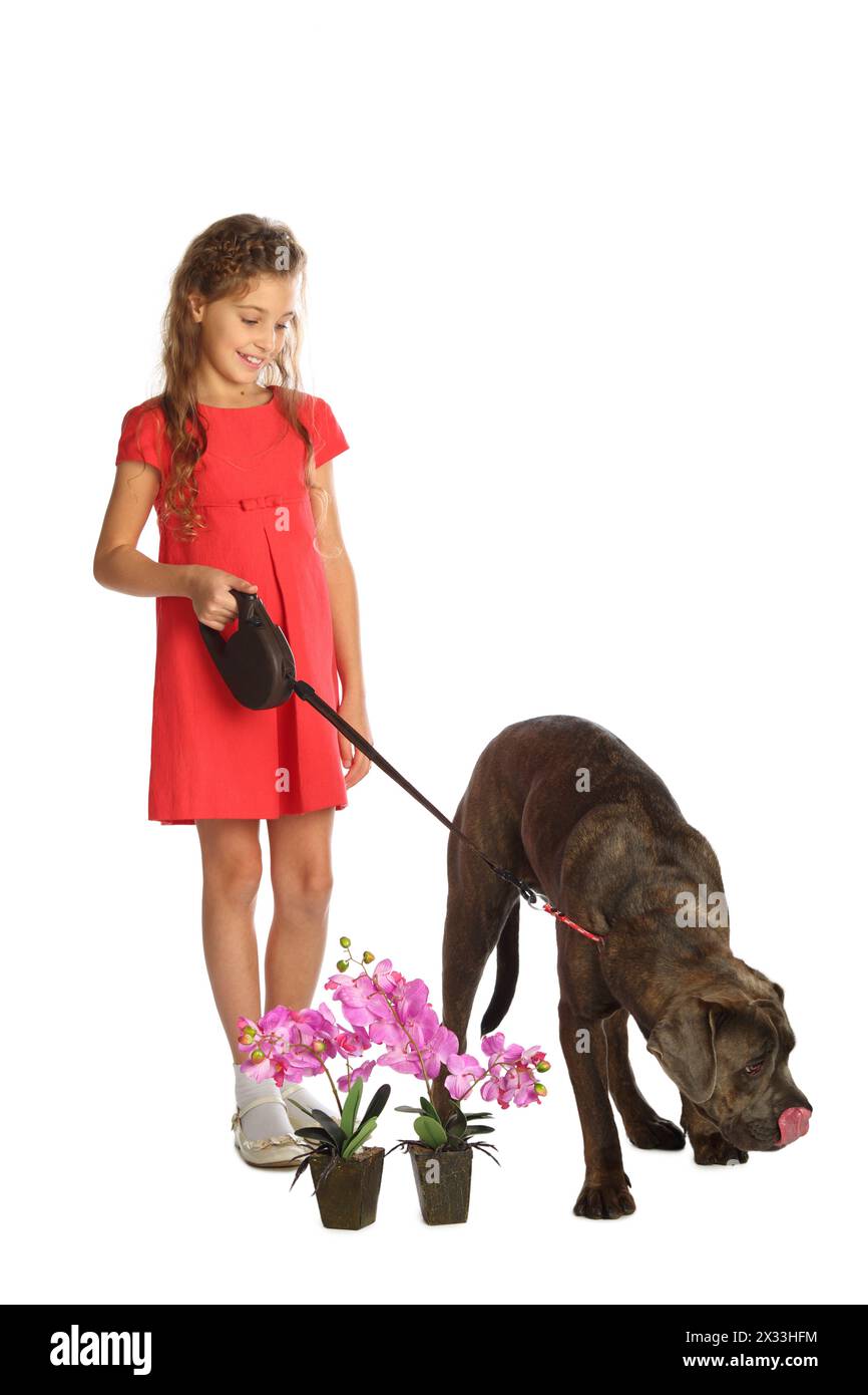 Bella ragazza felice in abito rosso che tiene un grande cane al guinzaglio vicino alle orchidee in vasi isolati su bianco Foto Stock