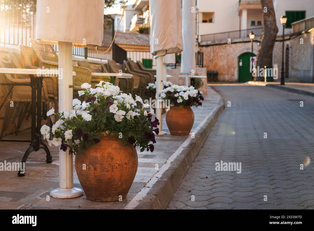 Fiori bianchi di petunia in vaso in una strada vuota a Cala Figuera, Maiorca. Decorazione floreale tradizionale nei luoghi turistici della Spagna Foto Stock