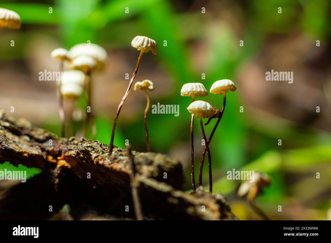 Marasmius rotula, chiamato fungo rotaia, marasmio rotaia, piccola ruota, paracadute con colletto, o fungo dei capelli di cavallo. Foto Stock