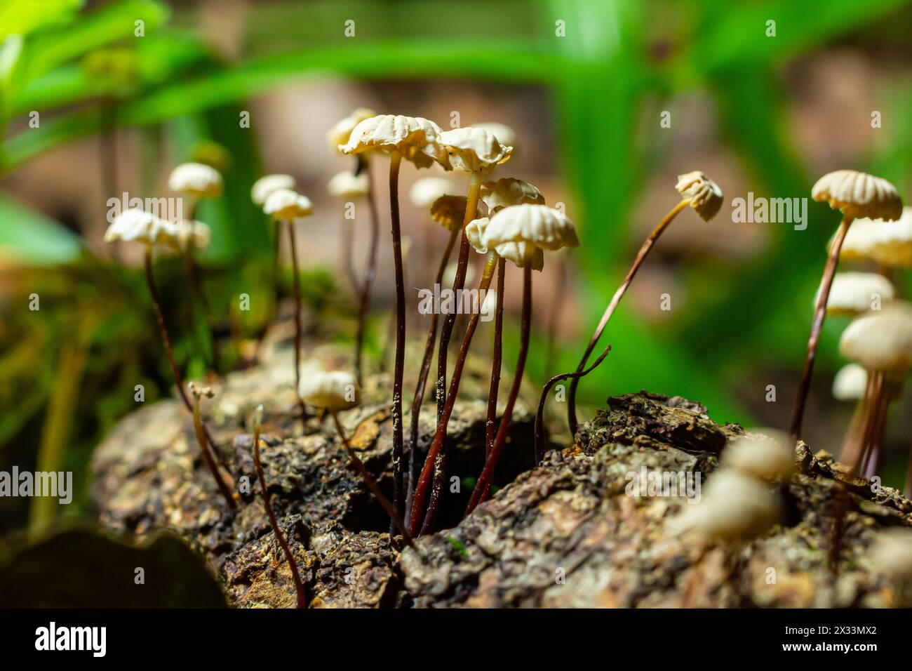 Marasmius rotula, chiamato fungo rotaia, marasmio rotaia, piccola ruota, paracadute con colletto, o fungo dei capelli di cavallo. Foto Stock
