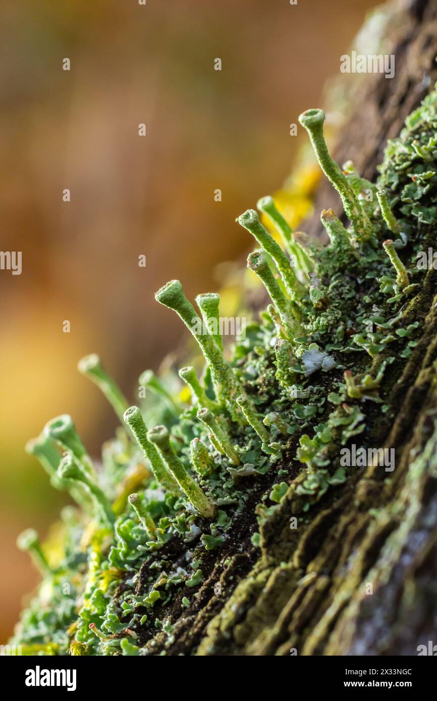 Primo piano della tromba lichene Cladonia fimbriata tra fiori di pietra e muschio su una roccia. Foto Stock