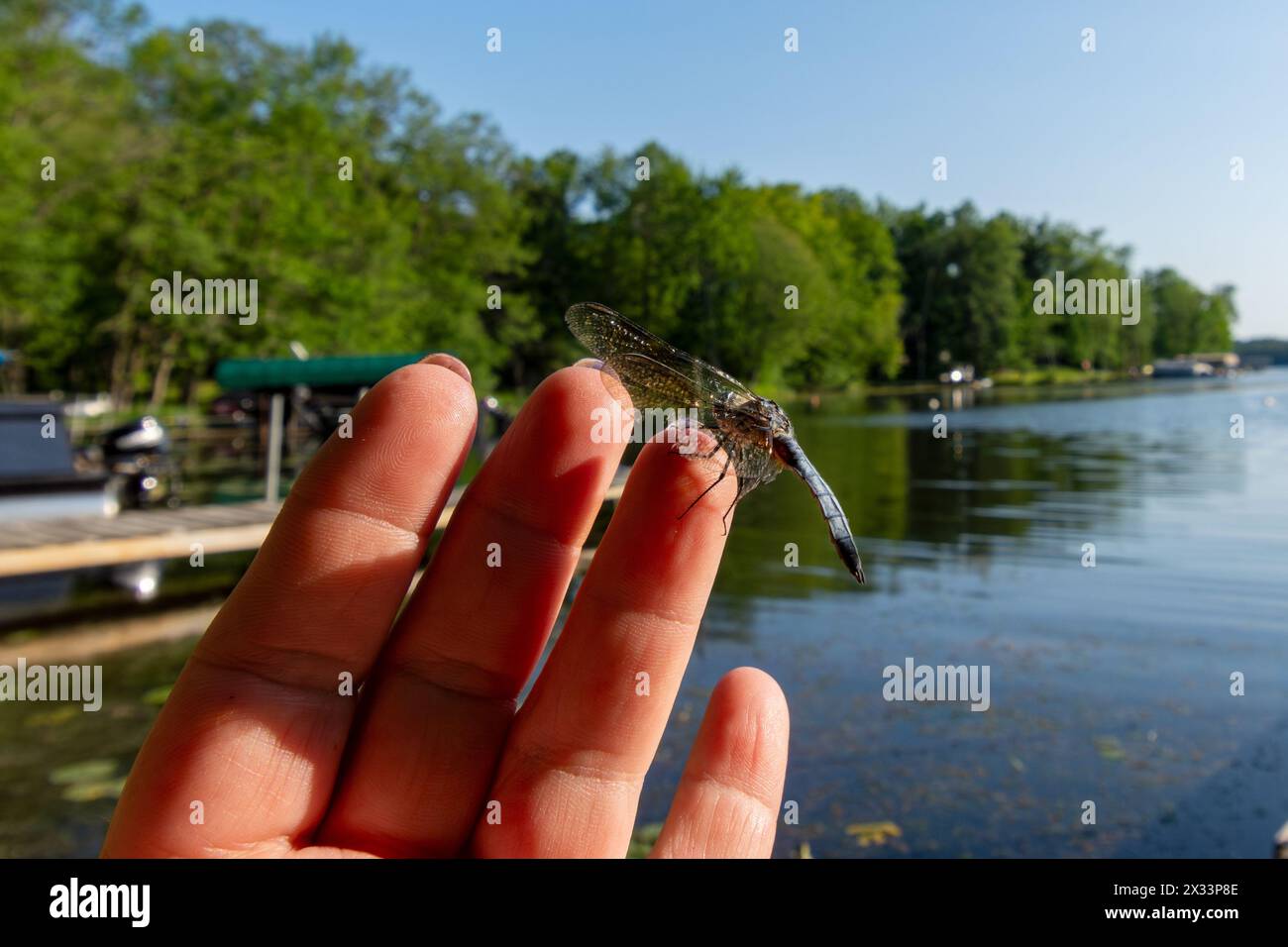 Un dasher blu atterra leggermente sulla punta delle dita Foto Stock