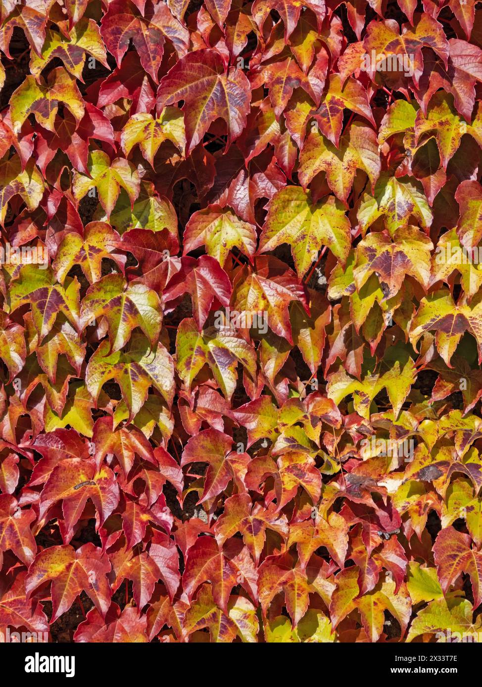 Primo piano delle foglie colorate del vitigno selvatico (Parthenocissus) aggrappato a un muro Foto Stock