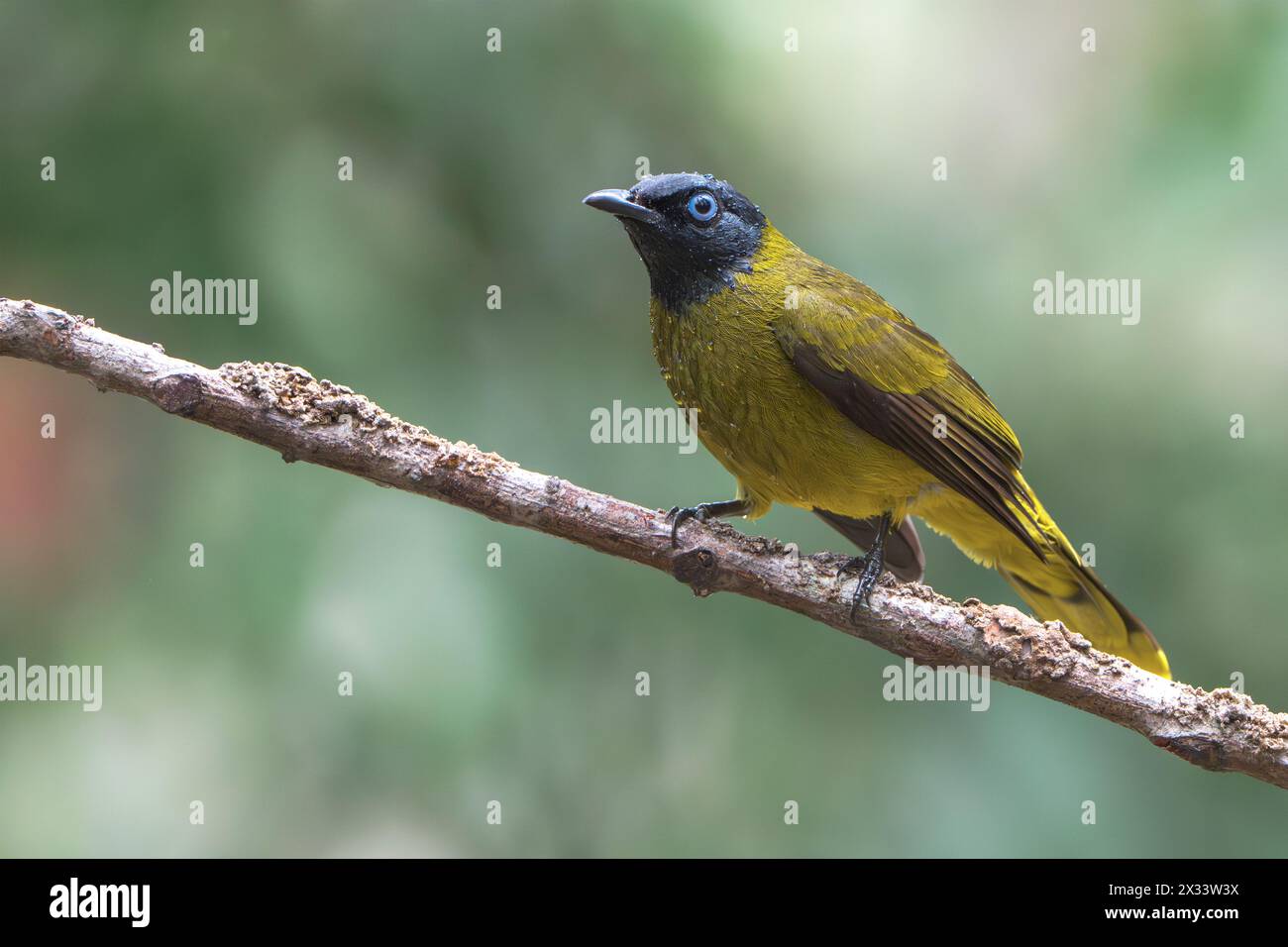 Bulbul con testa nera, Brachypodius melanocephalos, adulto singolo arroccato sulla diramazione, Wat Thom, Thailandia Foto Stock