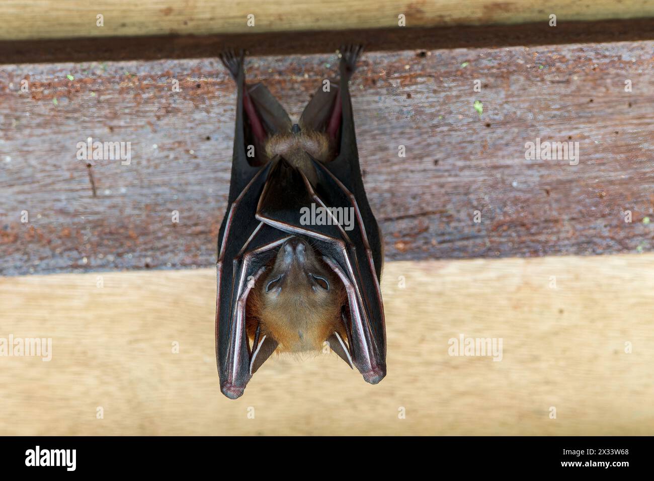 Pipistrello di frutta dal naso corto, Cynopterus brachyotis, adulto singolo sospeso a testa in giù, Sungei Buloh, Singapore Foto Stock