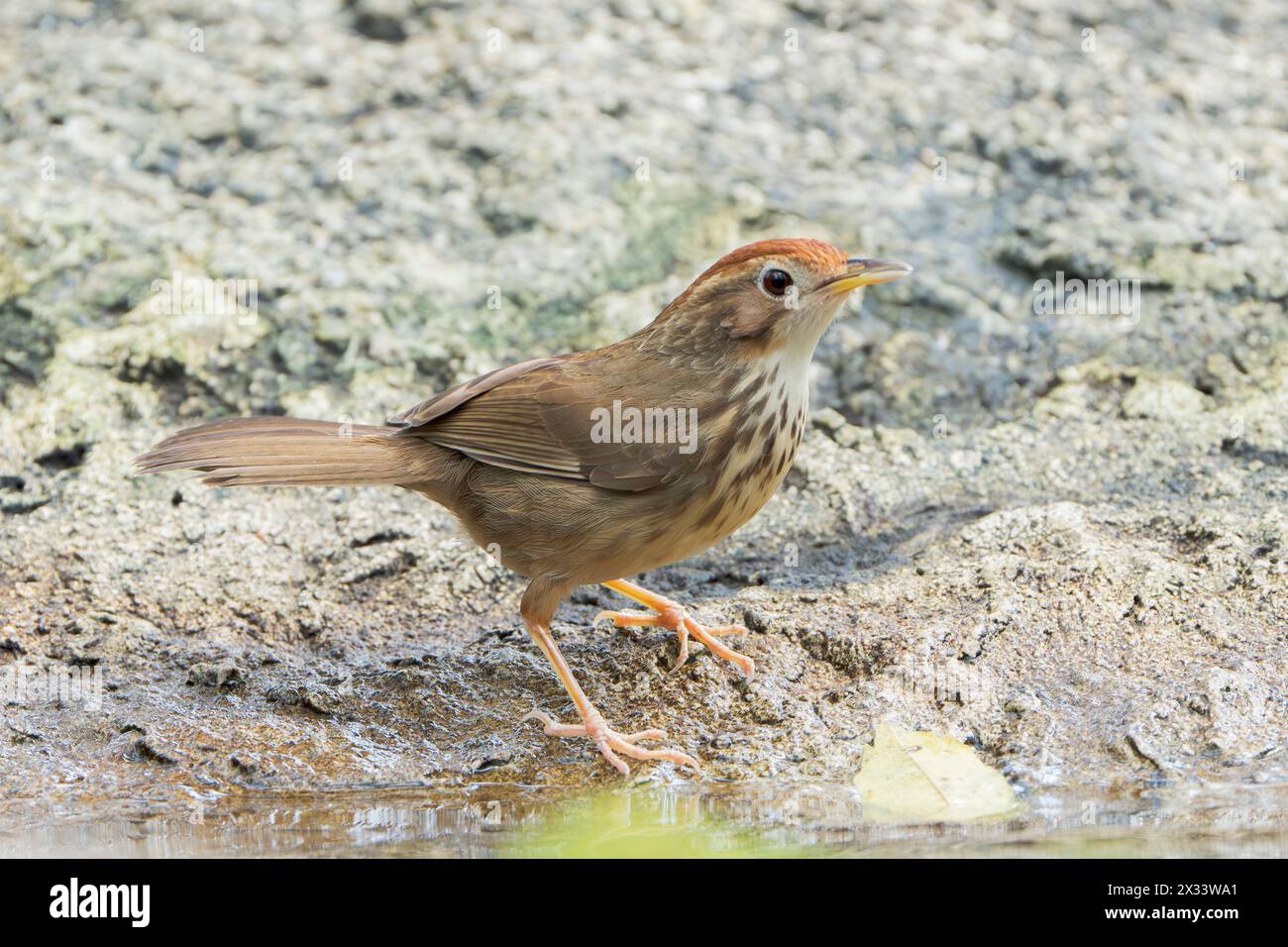 Babbler puff-throated Babbler, Pellorneum ruficeps, singolo adulto in piedi a terra, Wat Thom, Thailandia Foto Stock