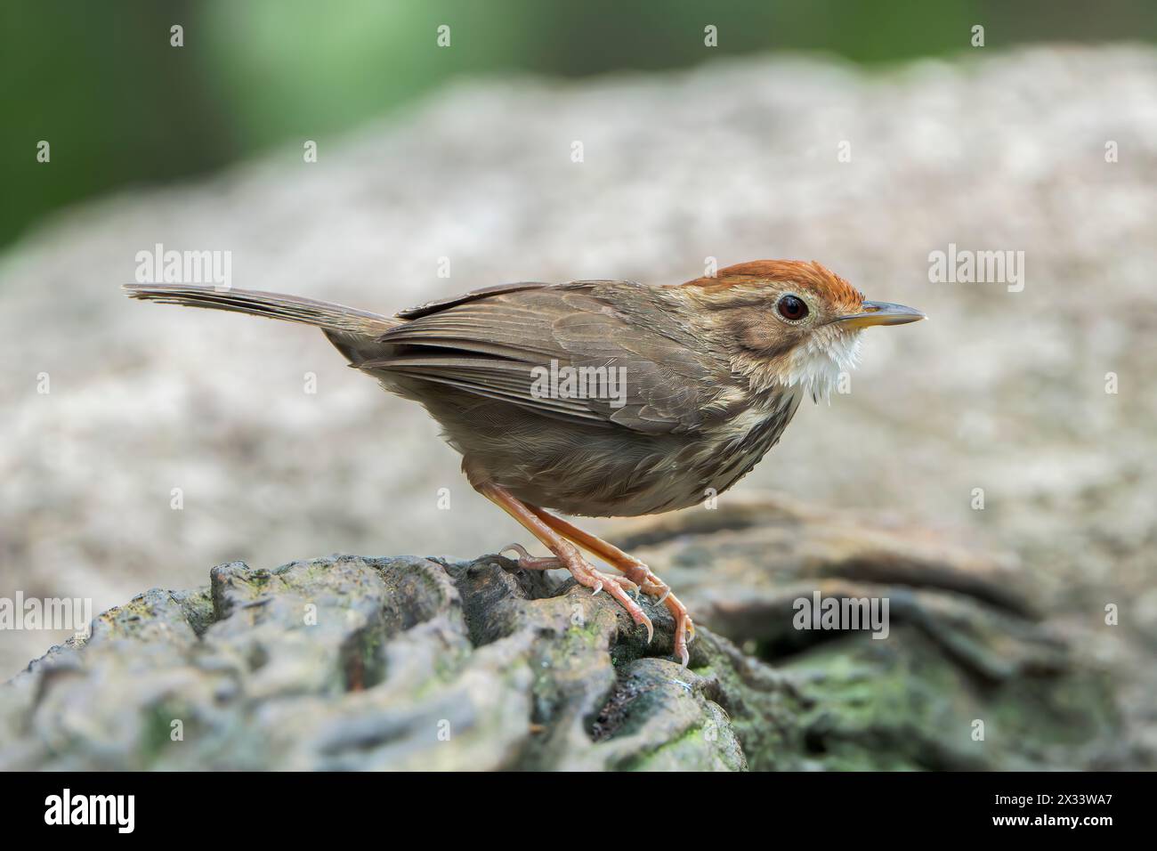 Babbler puff-throated Babbler, Pellorneum ruficeps, singolo adulto in piedi a terra, Wat Thom, Thailandia Foto Stock
