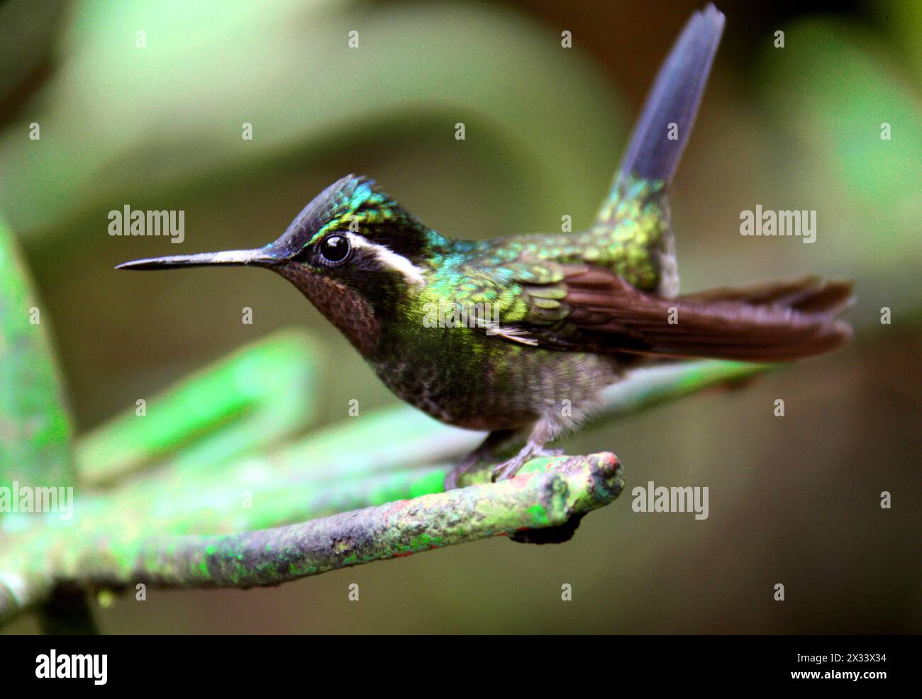 Gemma di montagna dalla gola viola maschile, Lampornis calolaemus, Trochilidae. Monteverde, Costa Rica. Un piccolo colibrì. Foto Stock