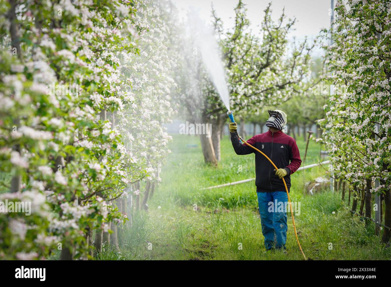 Un uomo che spruzza frutteti in fiore di mele nel Kashmir, india Foto Stock
