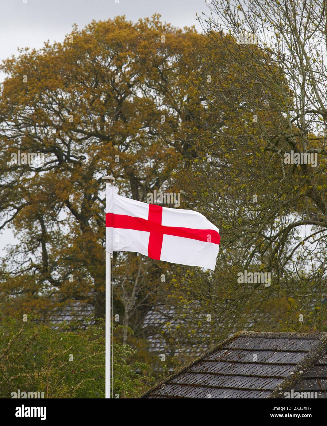 Una bandiera di casa di San Giorgio fluttua al vento il 23 aprile 2024, festa del santo patrono d'Inghilterra. Foto Stock