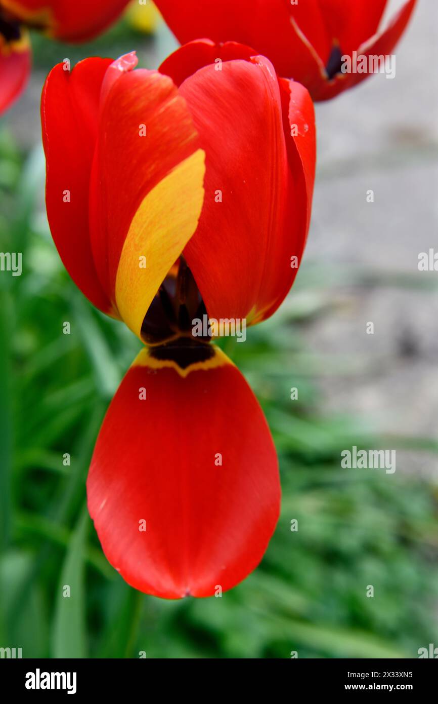 Tulipani ( Tulipa) in primo piano in un giardino a Chard Somerset Inghilterra regno unito Foto Stock