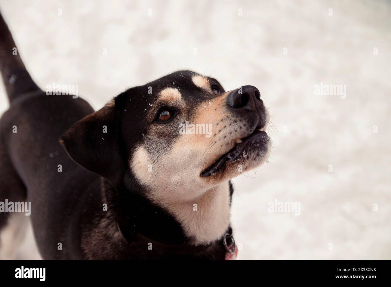 Cane felice, husky incrociato e cane ungherese dai capelli corti che gioca nel giardino invernale innevato Foto Stock