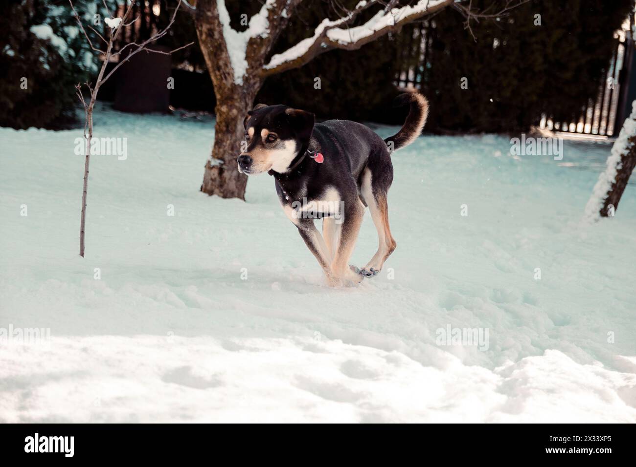 Cane felice, husky incrociato e cane ungherese dai capelli corti che gioca nel giardino invernale innevato Foto Stock