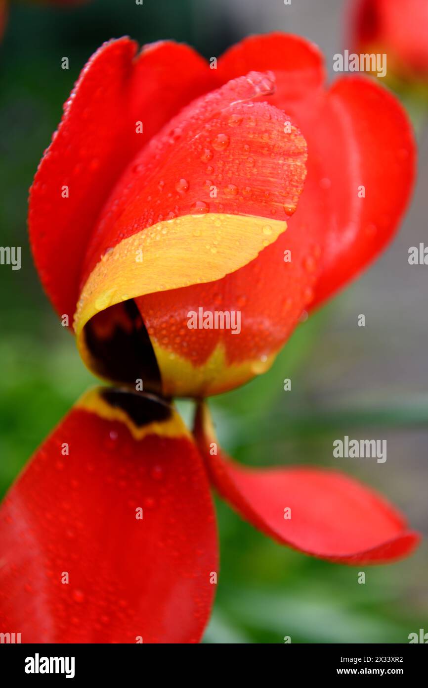 Tulipani ( Tulipa) in primo piano in un giardino a Chard Somerset Inghilterra regno unito Foto Stock