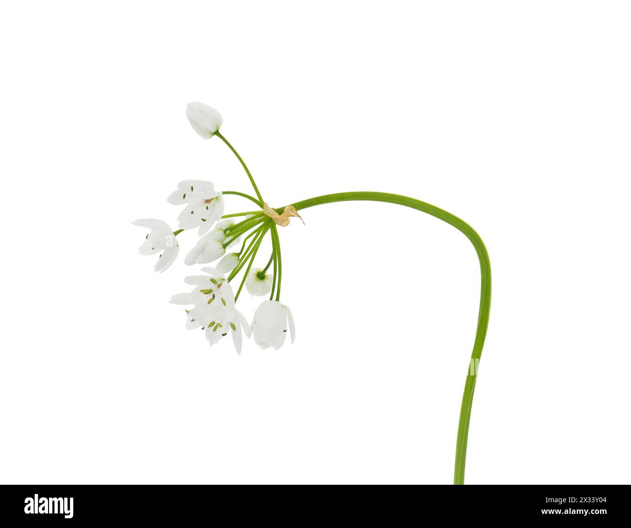 Fiore d'aglio bianco isolato su sfondo bianco, Allium neapolitanum Foto Stock