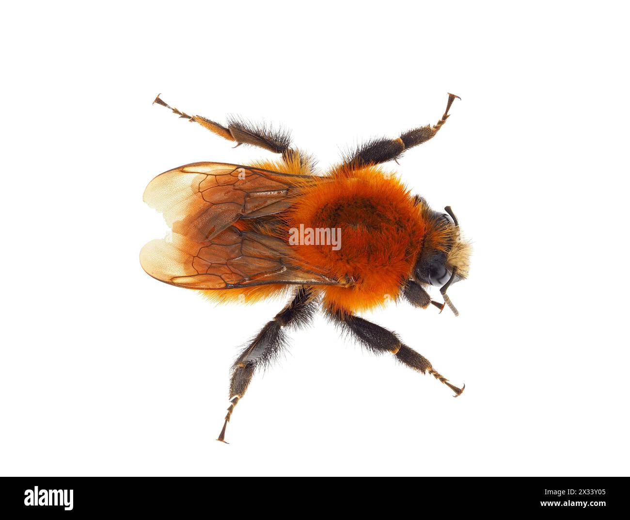 Comune ape cardaria isolata su sfondo bianco, Bombus pascuorum Foto Stock