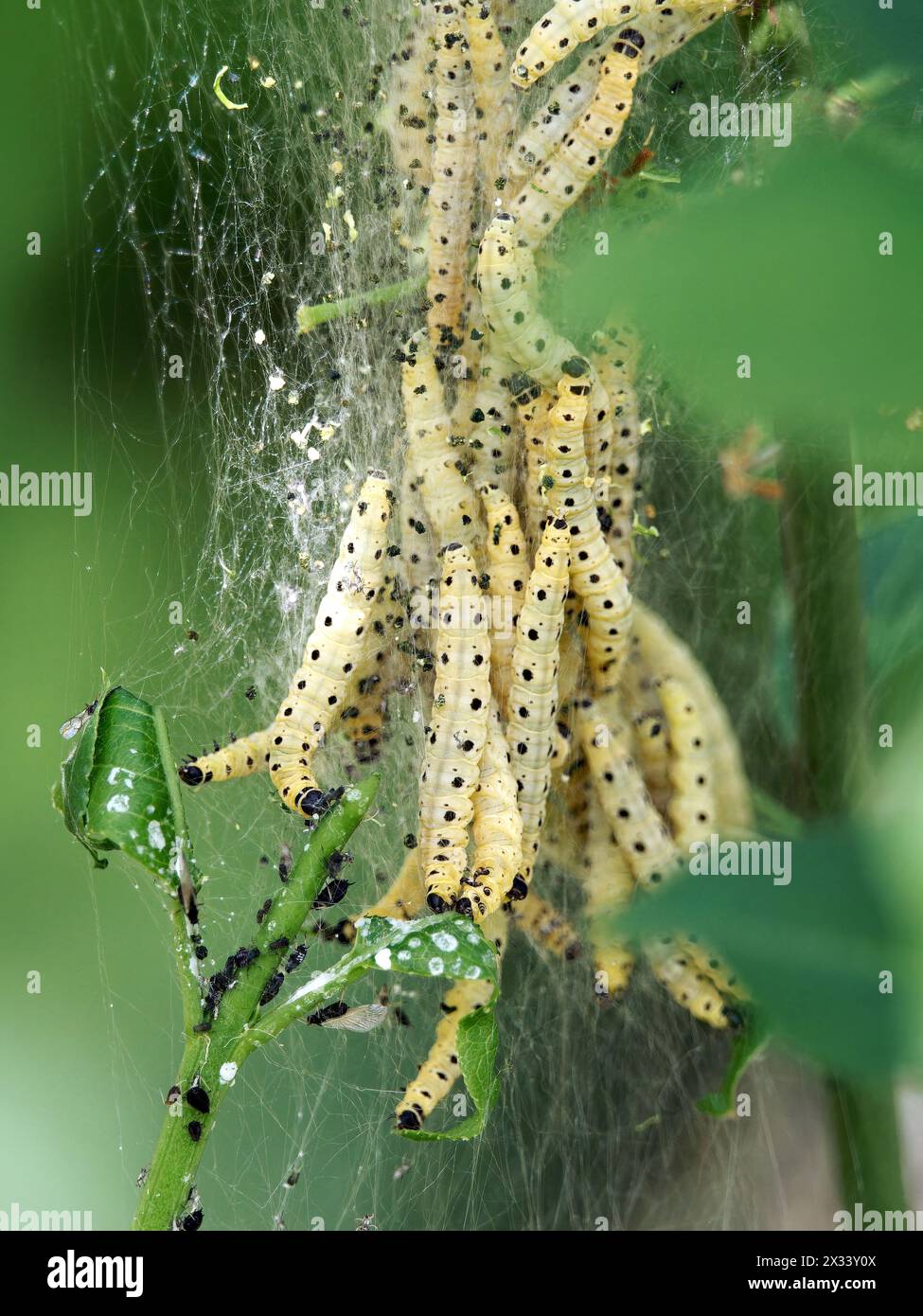 Caterpillars di ermine di ciliegia, Yponomeuta evonymella, kecskerágómoly, Budapest, Ungheria, Magyarország, Europa Foto Stock