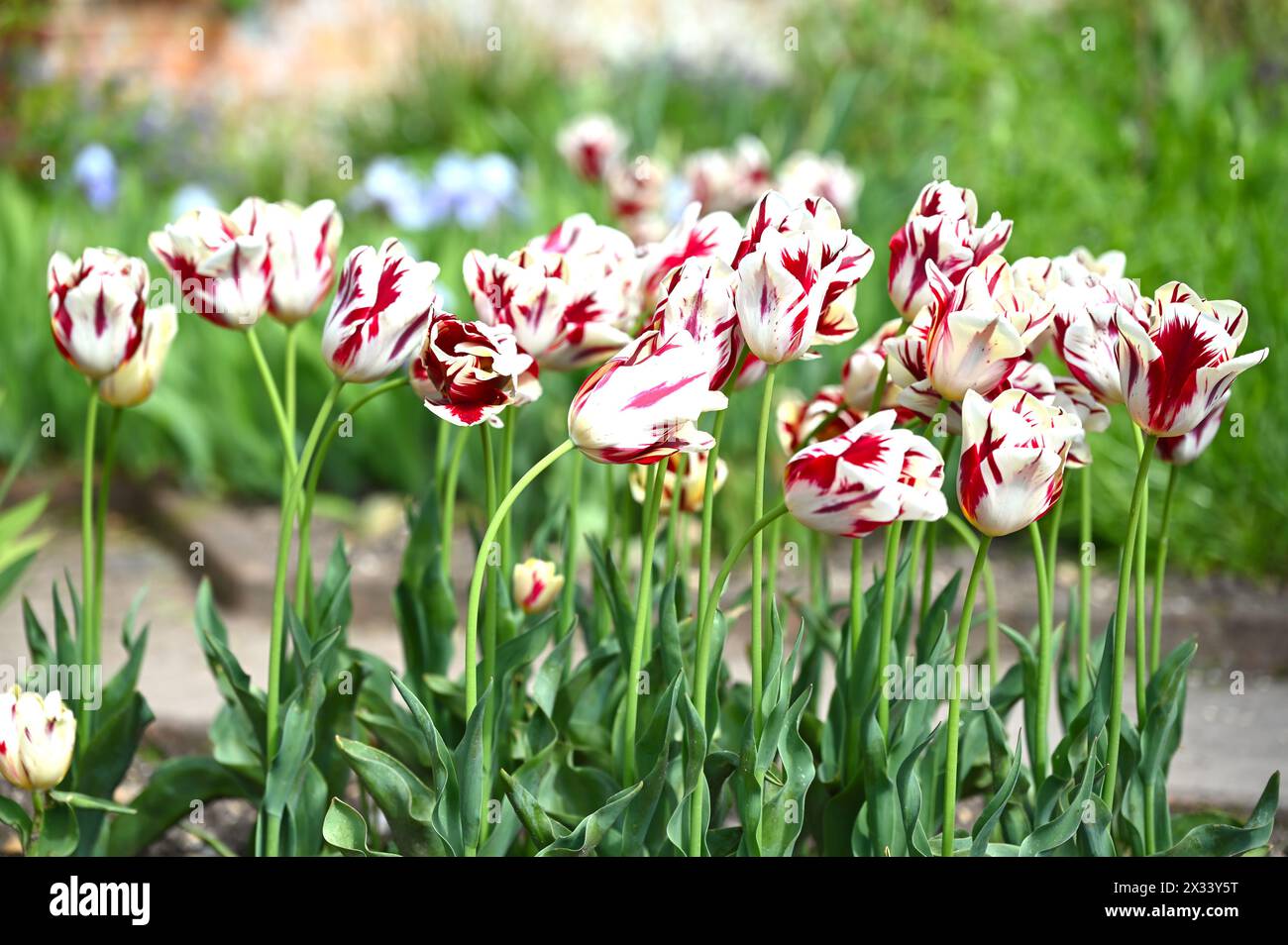 Fiori primaverili a righe rosse e bianche di Triumph Tulip Grand Perfection nel giardino inglese di aprile Foto Stock