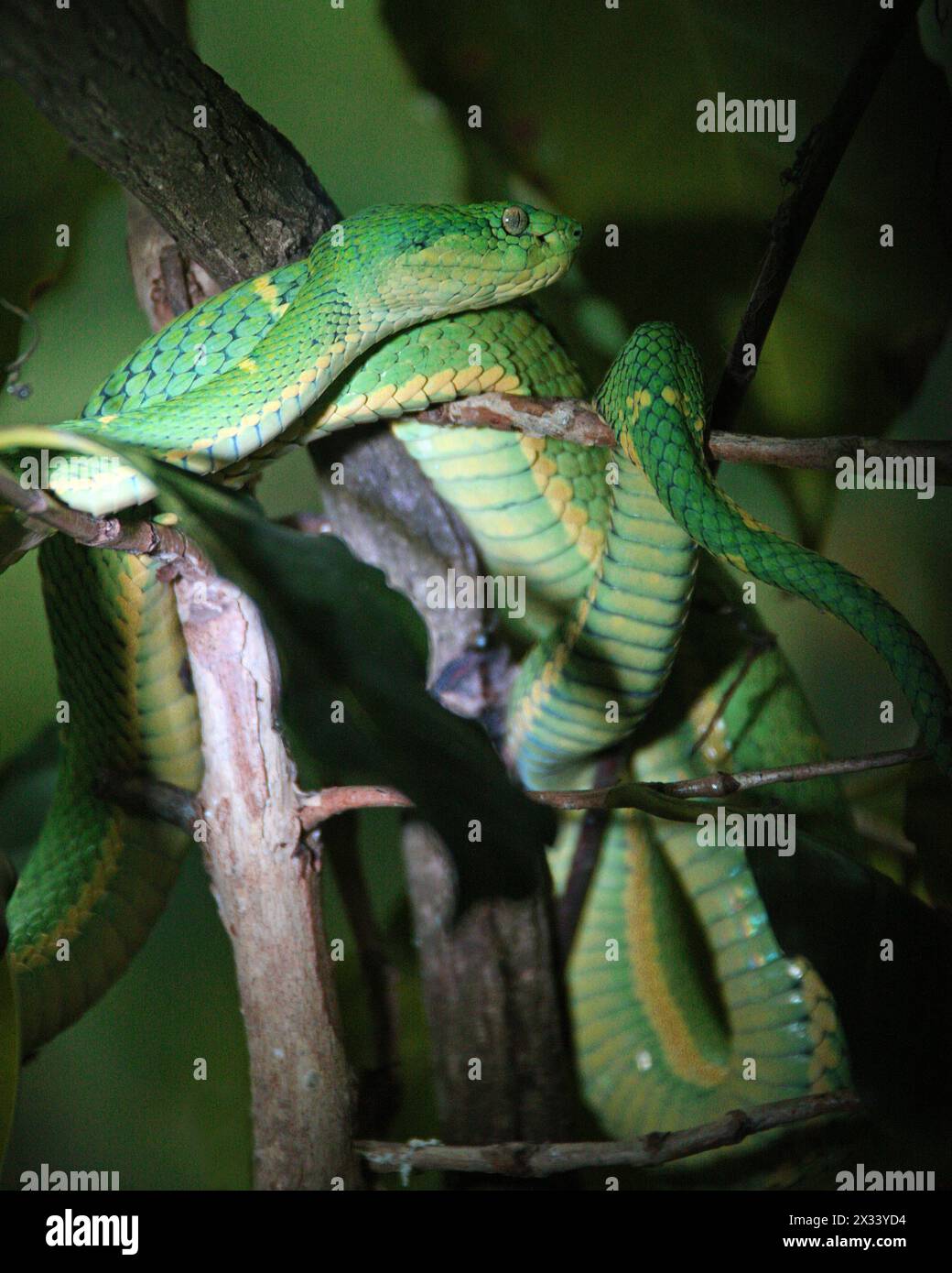 Palma pitviper a strisce laterali, Bothriechis lateralis, Viperidae. Monteverde, Costa Rica. Una velenosa viper trovata sulle montagne della Costa Rica. Foto Stock