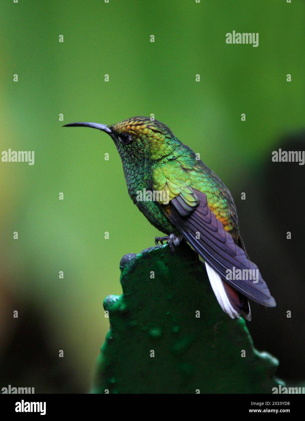 Smeraldo dalla testa di rame maschile, Elvira cupreiceps, Trochilidae. Monteverde, Costa Rica. Un piccolo colibrì. Foto Stock