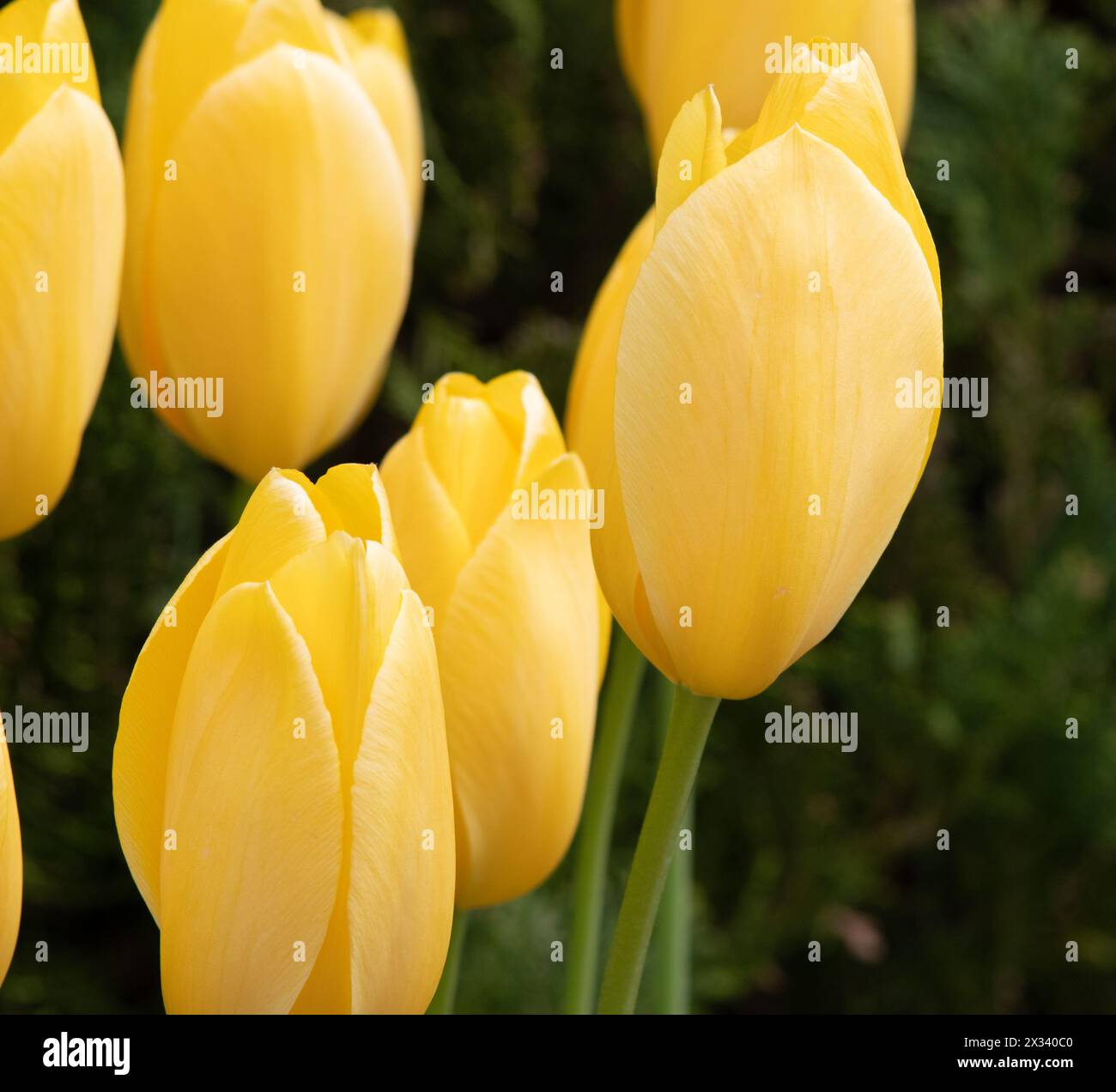 Tulip City di Vancouver Foto Stock