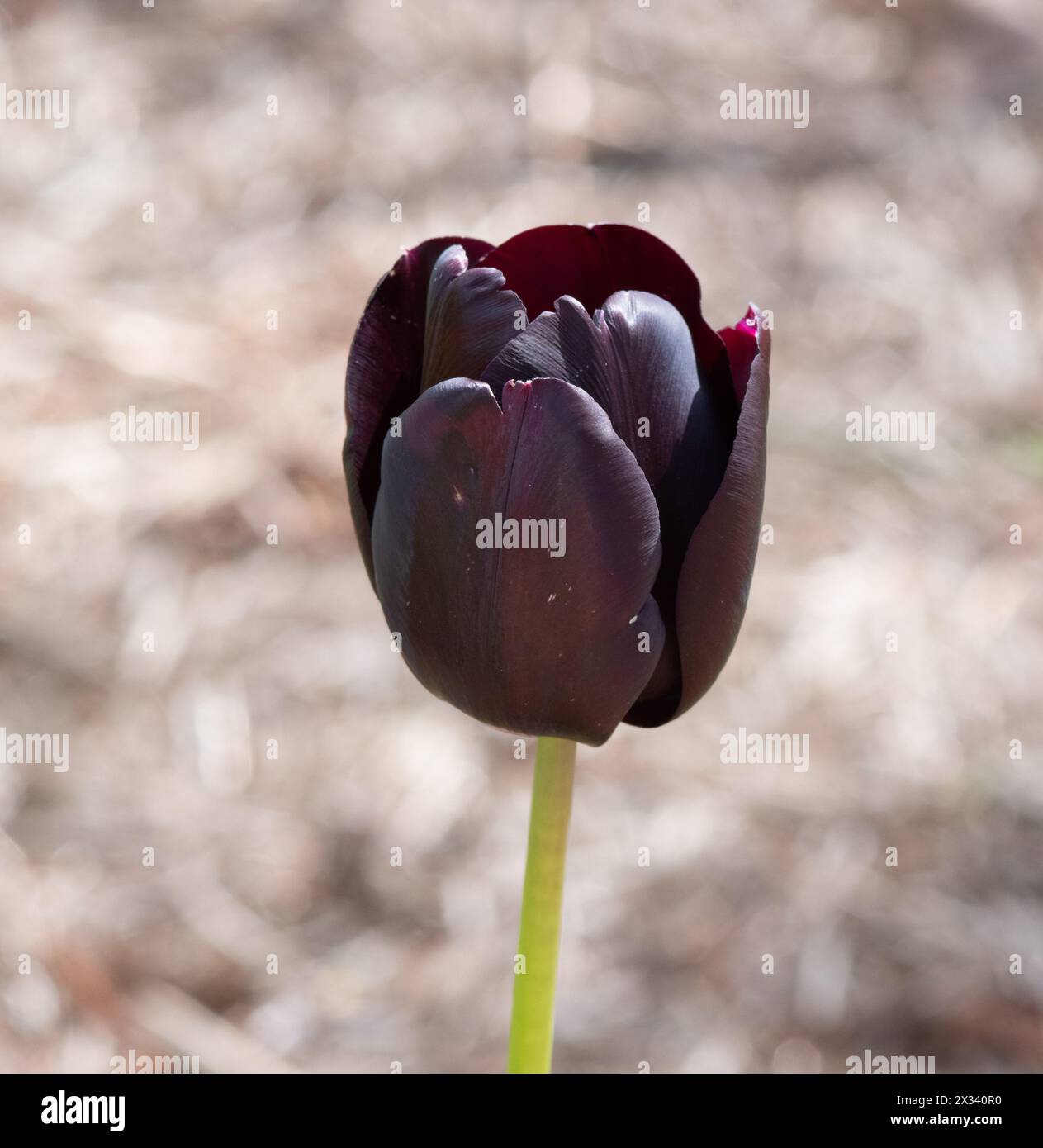 Tulip Black Jack Foto Stock
