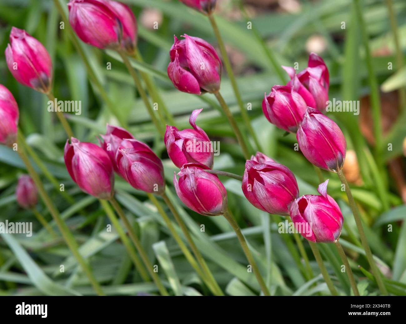 Tulipa hageri 'po' di bellezza Foto Stock