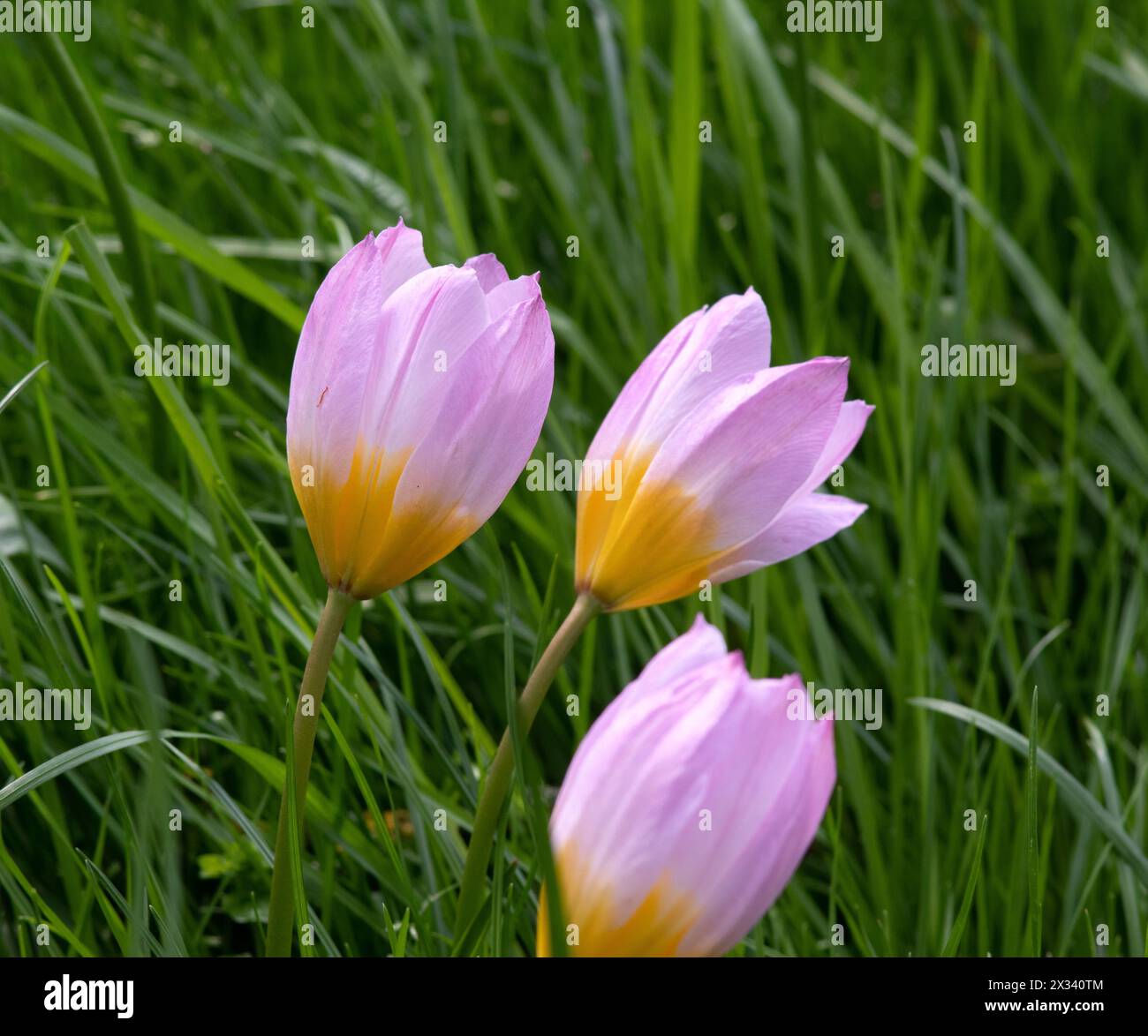 Tulipa Lilac Wonder Foto Stock