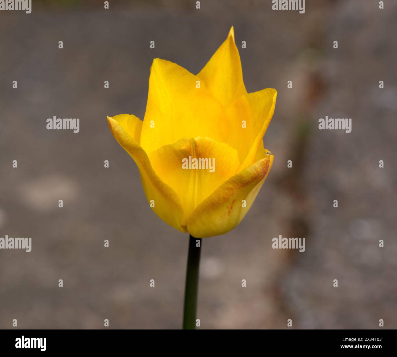 Tulip Moonblush Foto Stock