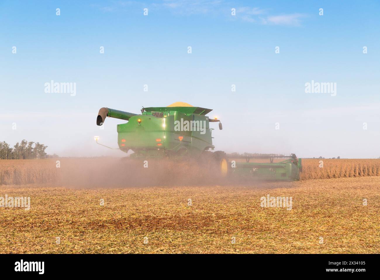 Raccolta della soia. Moderna mietitrebbia industriale per la raccolta in un campo di soia. Foto Stock
