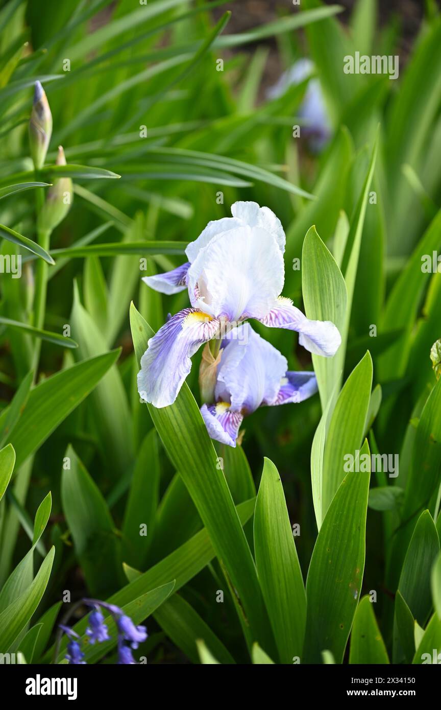 Delicati fiori primaverili viola pallido o malva di Germaniaca Iris Dorothy barbuti nel giardino inglese di aprile Foto Stock