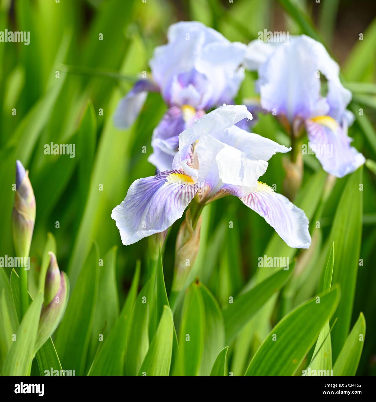 Delicati fiori primaverili viola pallido o malva di Germaniaca Iris Dorothy barbuti nel giardino inglese di aprile Foto Stock