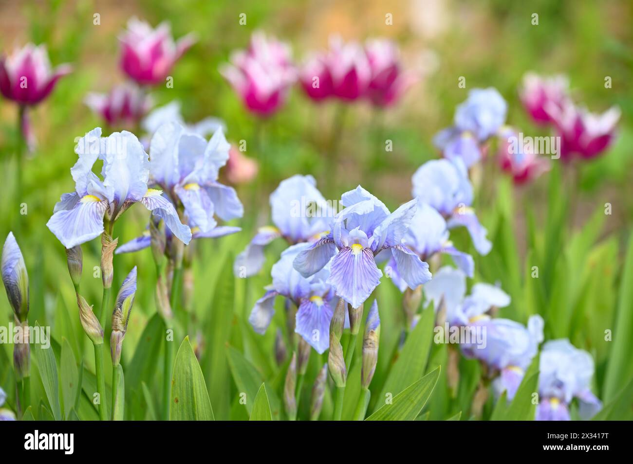 Delicati fiori primaverili viola pallido o malva di Iris germanica dorothy e tulipani barbuti nel giardino inglese di aprile Foto Stock