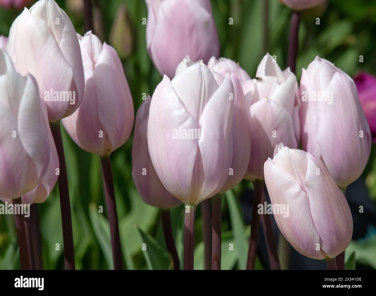 Tulip Fay Foto Stock