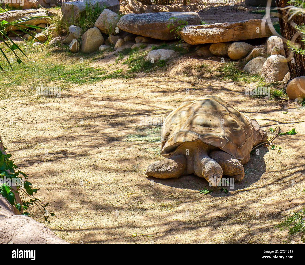 Vecchia tartaruga con guscio duro che si nutre di foglie allo zoo locale Foto Stock