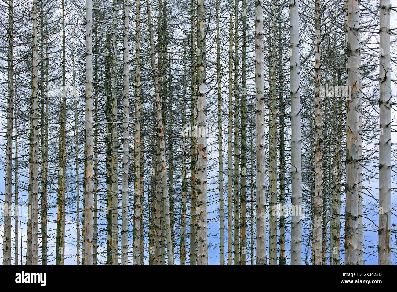 Alberi di abete rosso morti, distruzione nella foresta causata dall'infestazione europea di coleottero della corteccia di abete rosso (IPS typographus) nei monti Harz, Sassonia-Anhalt, Germania Foto Stock