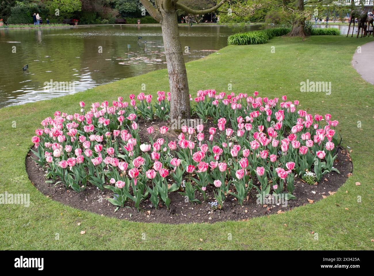 Tulip Foxtrot piantò intorno a un albero in un letto circolare nei Burnby Hall Gardens durante il Tulip Festival Foto Stock