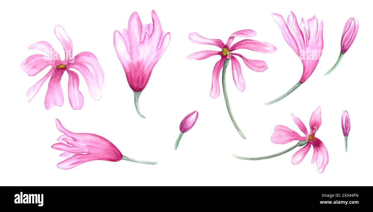 Set di teste e boccioli di fiori di Magnolia dipinti a mano. Fiori rosa astratti su steli. Piante primaverili in fiore. Clip art floreale. Illustrazione acquerello Foto Stock